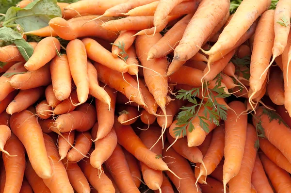 Frische Karotten — Stockfoto