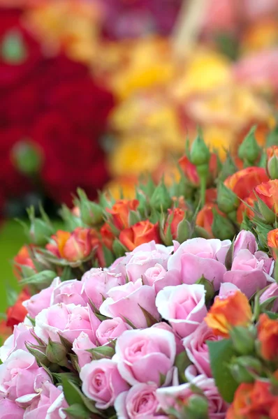 stock image Colorful Roses