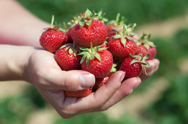 挑选新鲜草莓 — 图库照片
