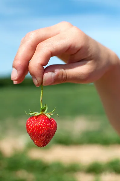 Färska plockade jordgubbar — Stockfoto