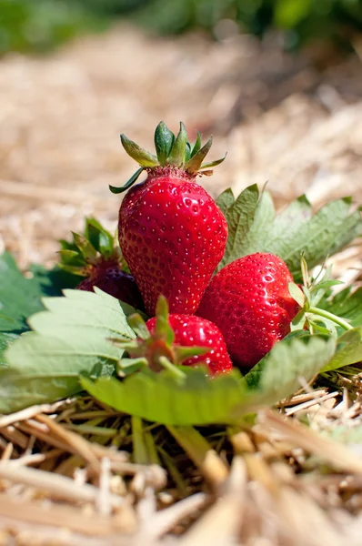 挑选新鲜草莓 — 图库照片