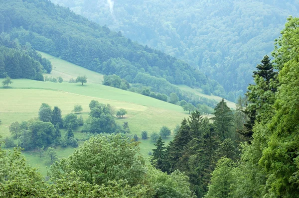 Svart skog i Tyskland — Stockfoto