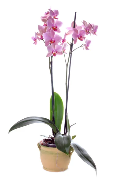 stock image Orchidea