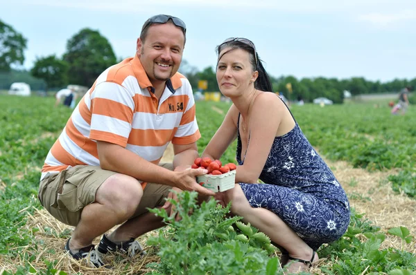 年轻夫妇采摘草莓 — 图库照片