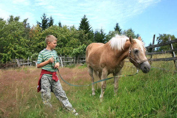 Αγόρι, άλογο και σκυλιά — Φωτογραφία Αρχείου