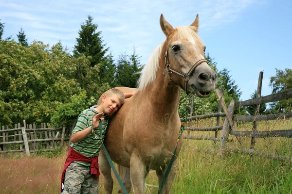 Мальчик, лошадь и собаки — стоковое фото
