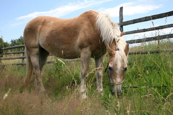 Лошадь Хафлингера, пасущаяся на лугу — стоковое фото