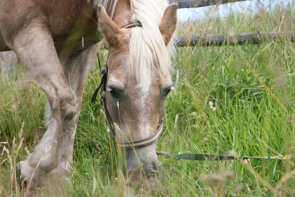 Haflinger 马在草地上放牧 — 图库照片