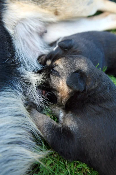 stock image Dog puppy sucking milk