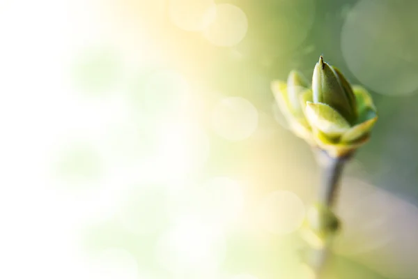 Background with spring bud — Stock Photo, Image