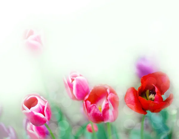 Фон с тюльпанами — стоковое фото