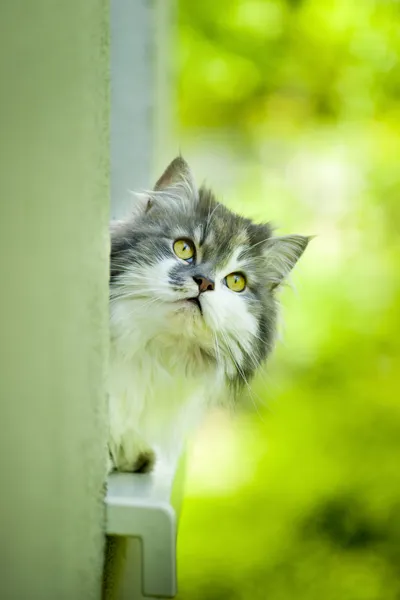 Carino gatto curioso . — Foto Stock