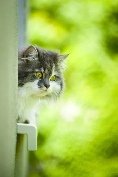 Cute cat. — Stock Photo, Image