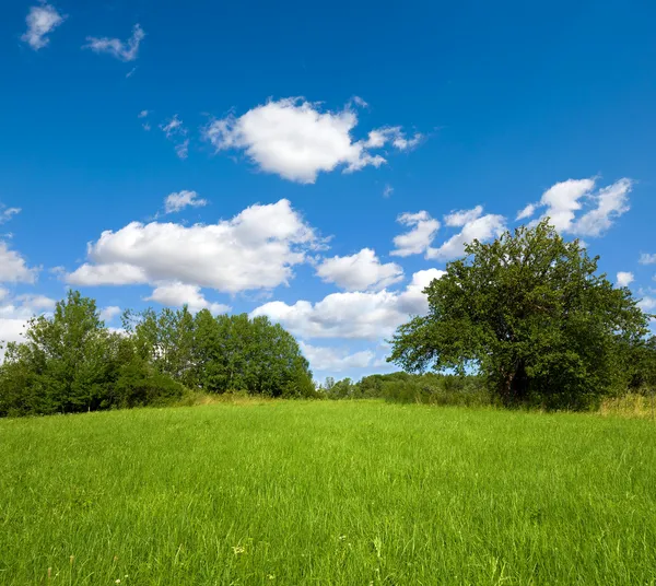 Grassland with trees and blue sky — Stock Photo, Image