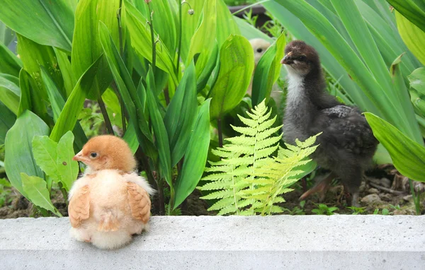 Kycklingar i trädgården — Stockfoto