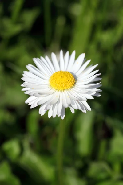 Bir küçük daisy — Stok fotoğraf