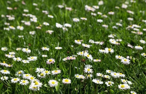 草地上俯瞰的许多白色雏菊 — 图库照片