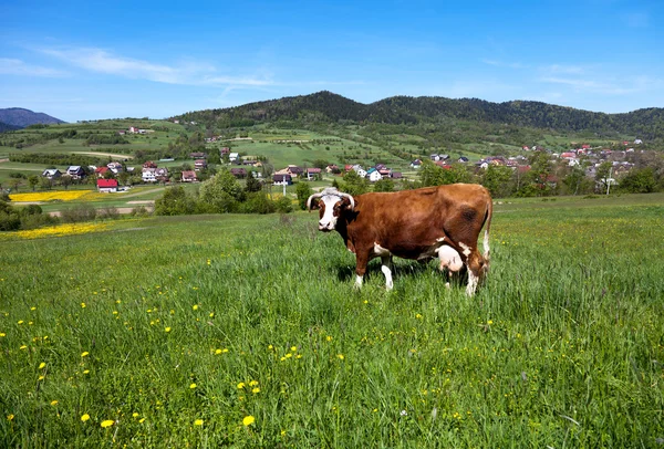 Корова на зеленом лугу — стоковое фото