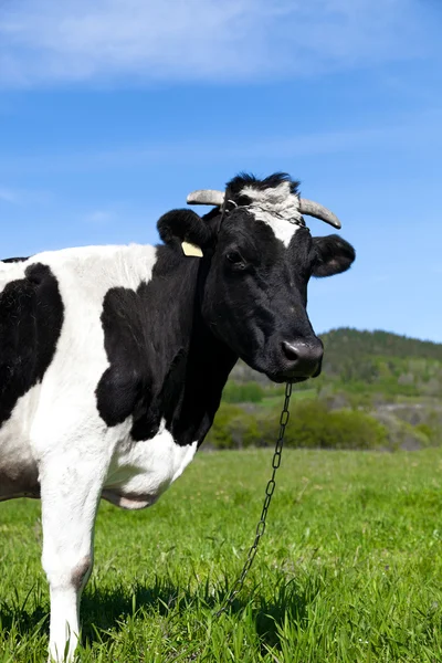Vaca preta e branca — Fotografia de Stock