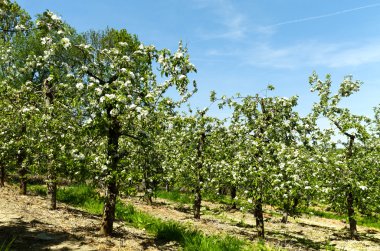 Blossoming apple orchard in spring clipart