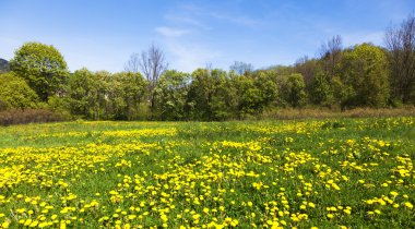 dandelions ile yeşil alan