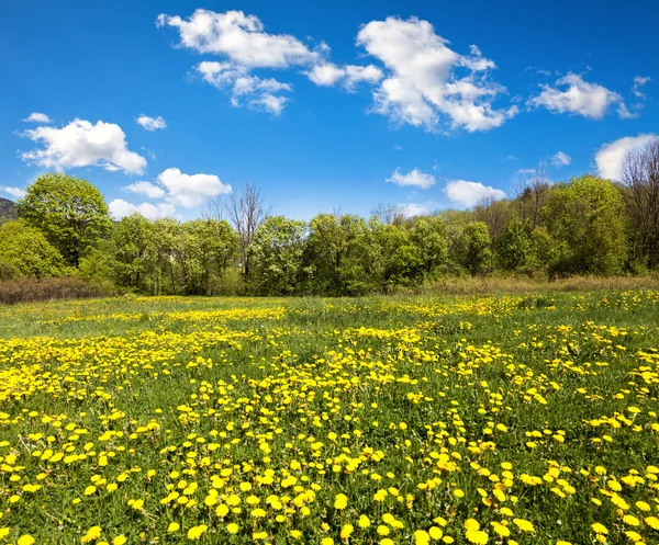 Beautiful spring landscape — Stock Photo, Image
