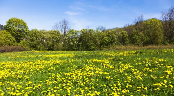 Green field with dandelions — Stock Photo, Image