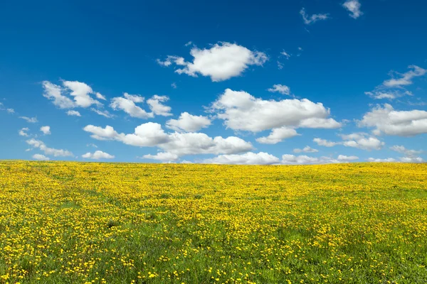 Feld und Himmel, Hintergrund der Natur — Stockfoto