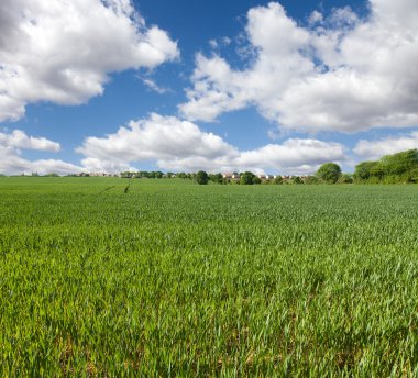 Wheat field and blue sky, english countryside clipart