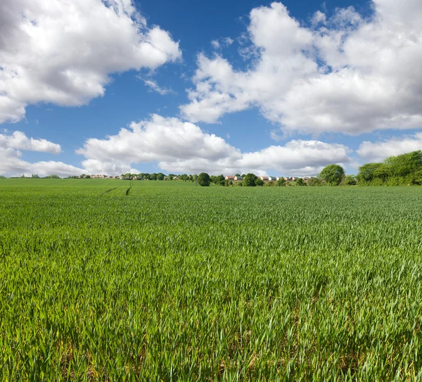 Tarweveld en blauwe hemel, Engels platteland — Stockfoto