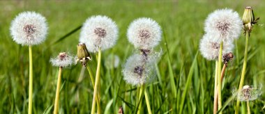 Beautiful white dandelions on a green background clipart