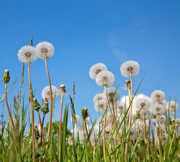 Dandelions brancos na grama verde — Fotografia de Stock