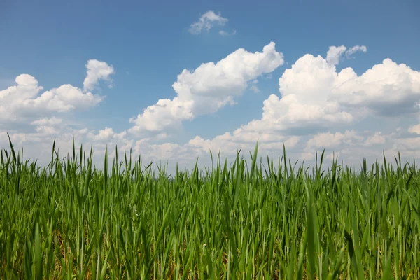 Grama de trigo verde fresca — Fotografia de Stock