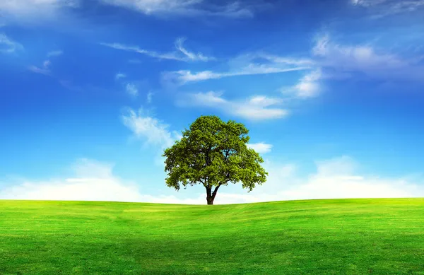 Πεδίο, δέντρο και γαλανός ουρανός — Φωτογραφία Αρχείου