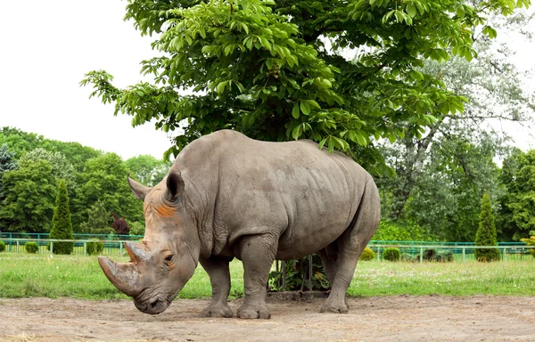 Bílý nosorožec — Stock fotografie