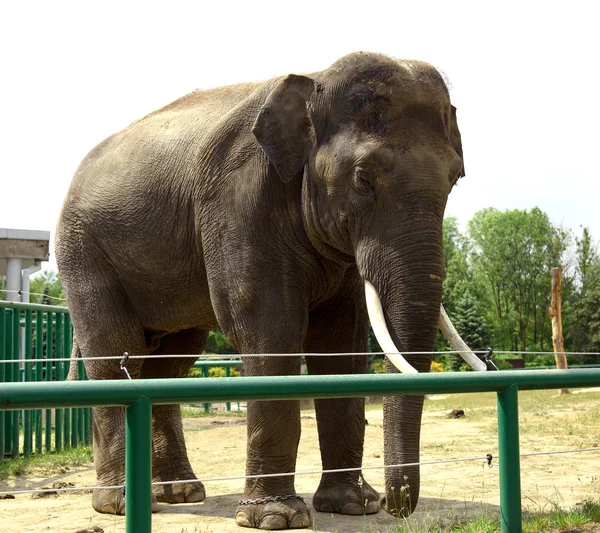 Ελεφάντων στο ζωολογικό κήπο — Φωτογραφία Αρχείου