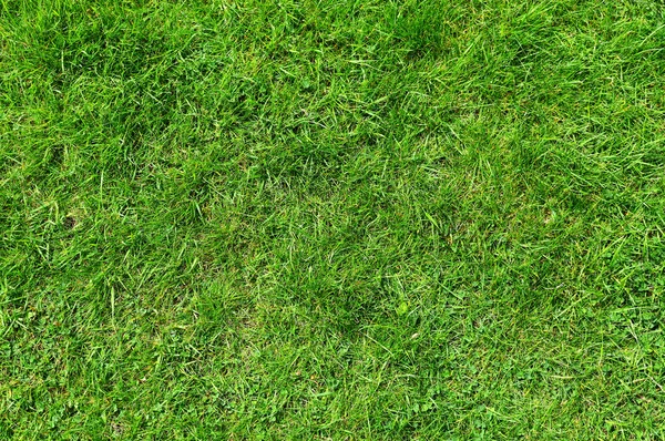Bliska ze świeżej trawy — Zdjęcie stockowe