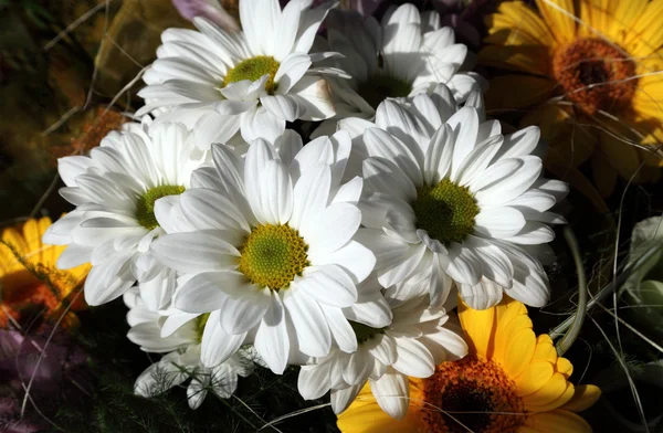 Um monte de flores de verão — Fotografia de Stock
