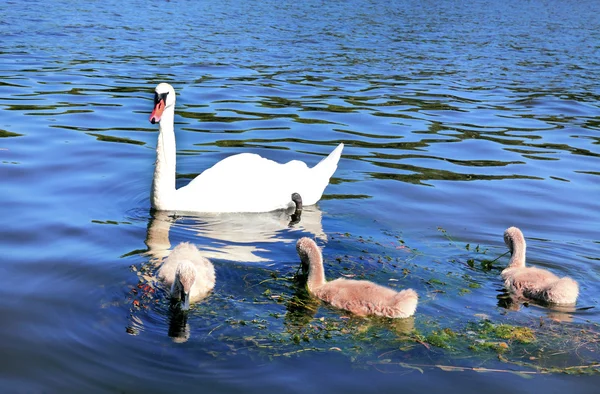 Família dos cisnes — Fotografia de Stock