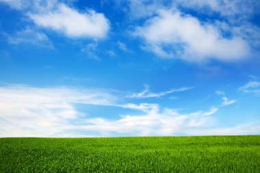 Field on a background of the blue sky clipart