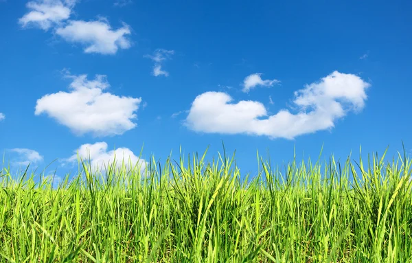 Summer field of green grass — Stock Photo, Image