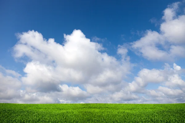 Mező hátterében a kék ég — Stock Fotó