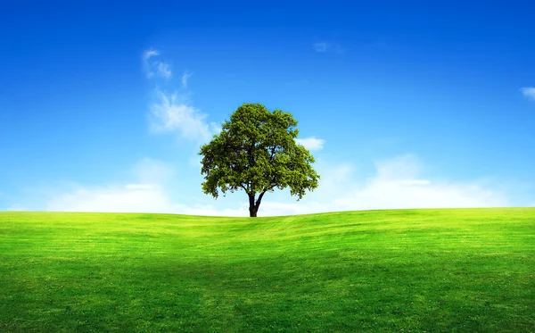 Πράσινο δέντρο σε ένα πεδίο — Φωτογραφία Αρχείου