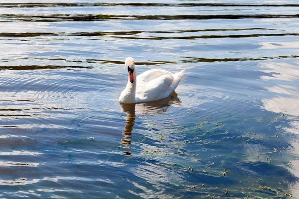Cisne solitário — Fotografia de Stock