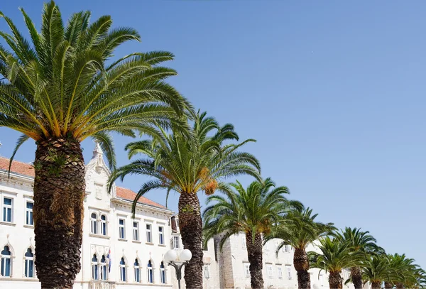 stock image Palm Promenade in Split, Croatia