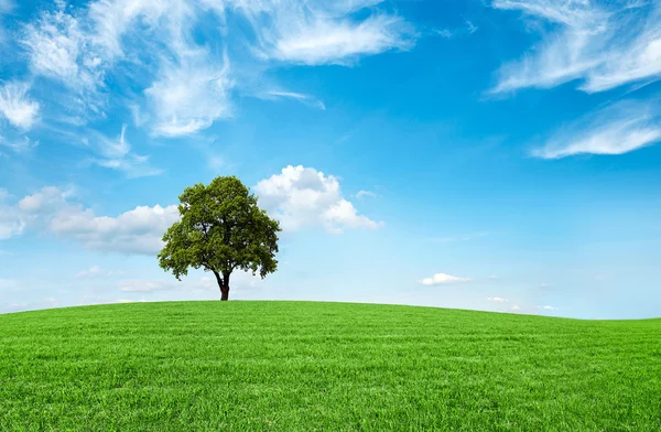 Campo, Árvore e Céu Azul — Fotografia de Stock