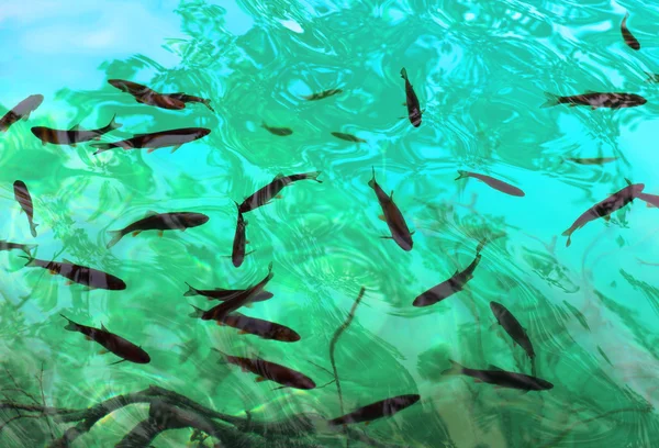 Ryby w czystej wodzie — Zdjęcie stockowe