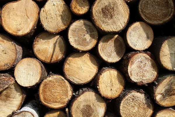 储存的采伐木材显示年轮 — 图库照片
