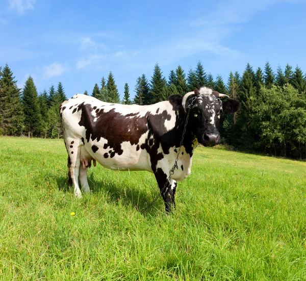 Vaca de pé em um campo — Fotografia de Stock