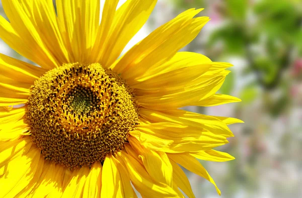 Sunflower isolated on spring background — Stock Photo, Image